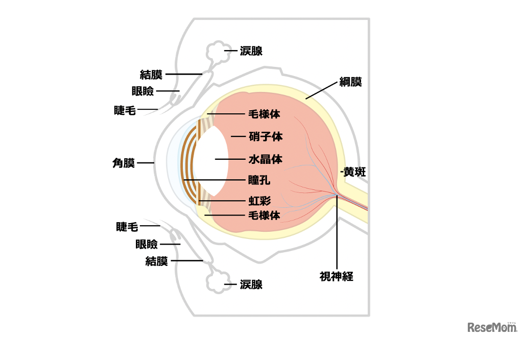 深まるデジタルデバイスとのお付き合い…ママ眼科医に聞く、子どものアイケアに大切なこと
