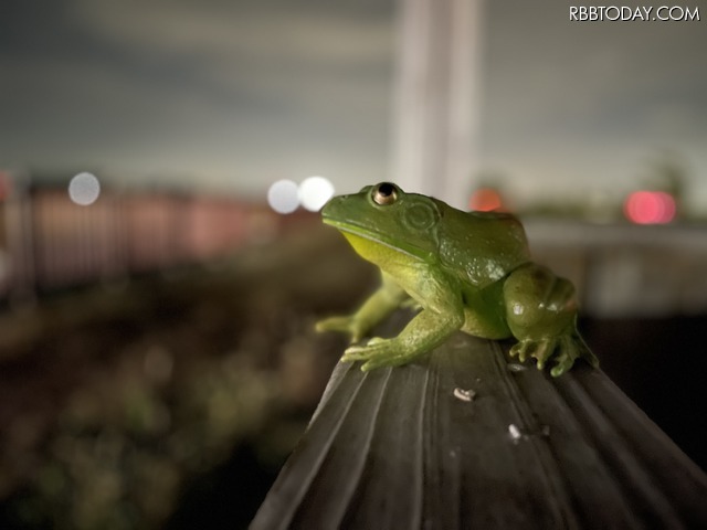 ナイトモード、ポートレートモード（1X）で撮影