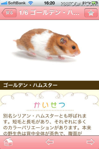 気分はシートン！？ スマホアプリ「かわいい小動物図鑑」が登場 