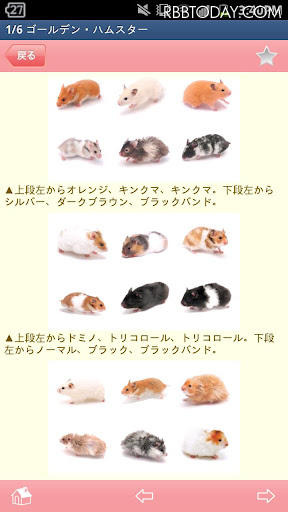 気分はシートン！？ スマホアプリ「かわいい小動物図鑑」が登場 