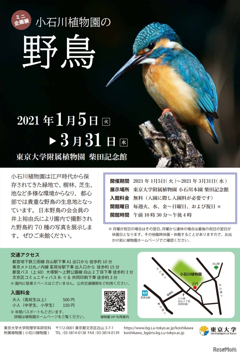 ミニ企画展「小石川植物園の野鳥」