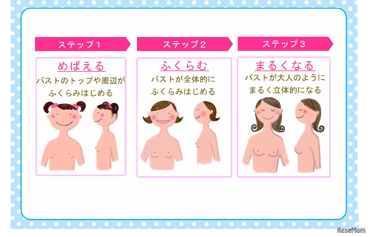 胸（バスト）の成長の3ステップ（学ブラ講座より）