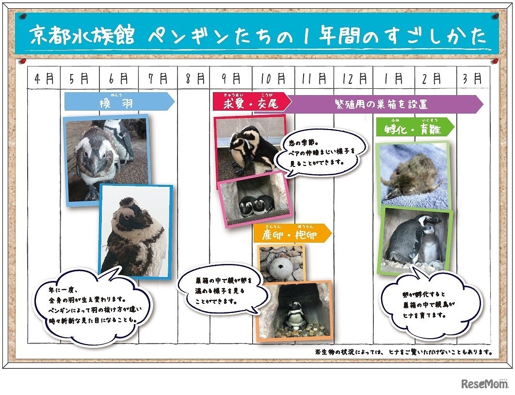 ペンギンの1年間の過ごし方