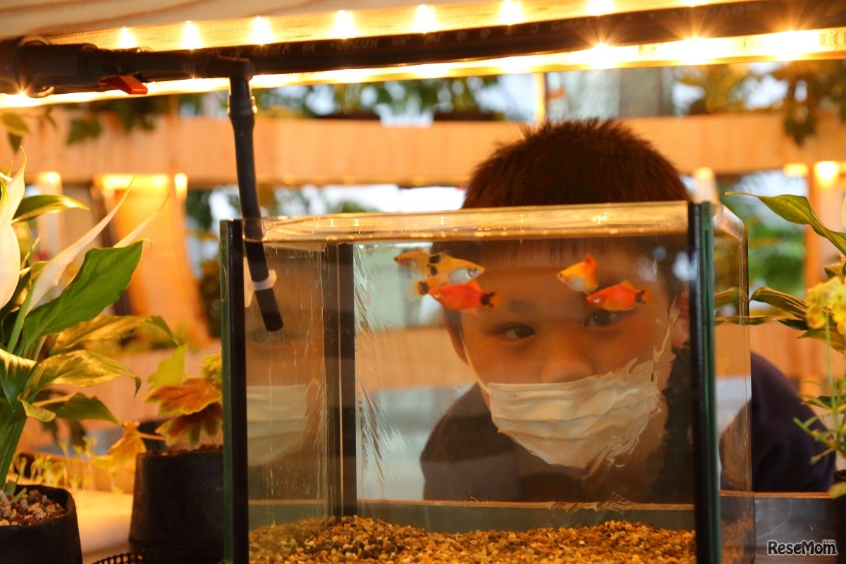 水槽や植物のようすをじっくりと観察