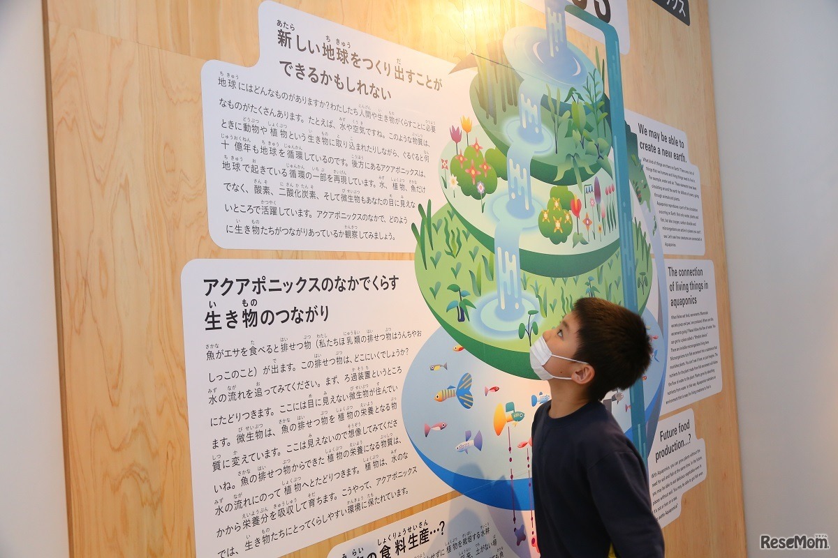 GAIA（ガイア）では、魚と植物を同じシステムで育てる循環型栽培「アクアポニックス」を行っている