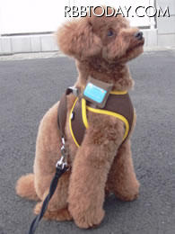 専用デバイスを装着した様子