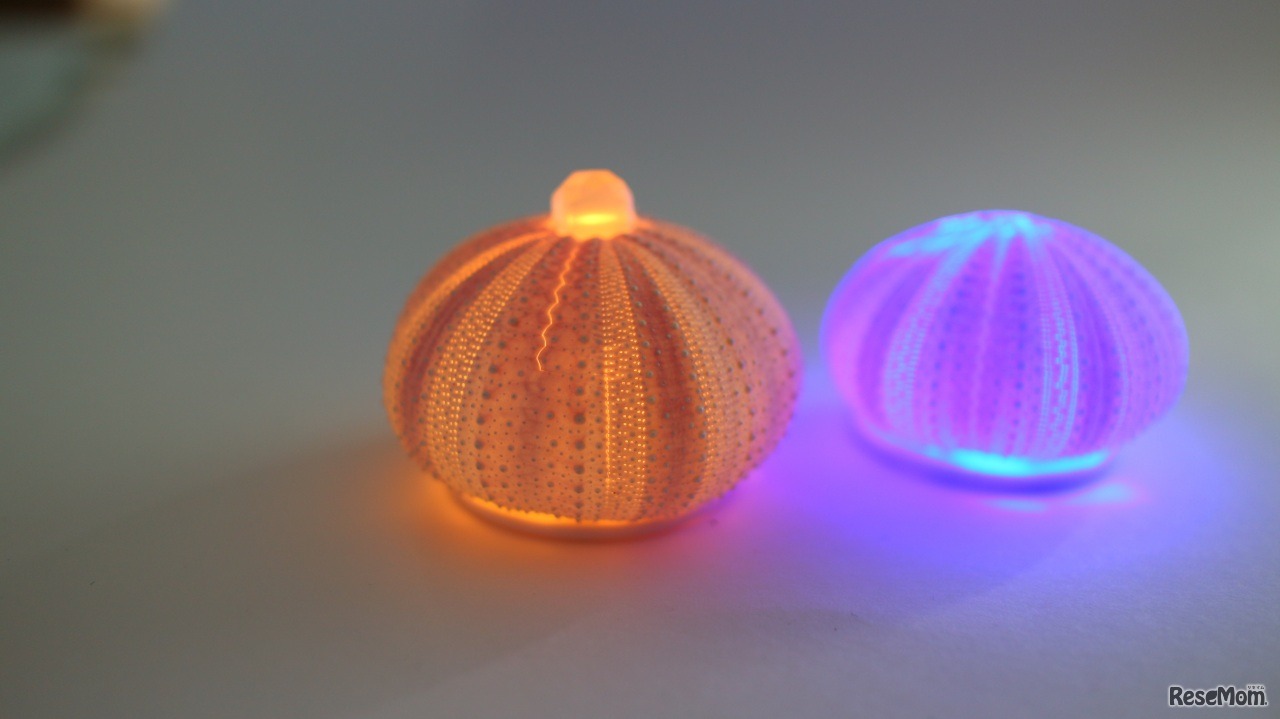 ウニランプを作ろう！～海の落としものをリサイクル～ ＜対面講座＞