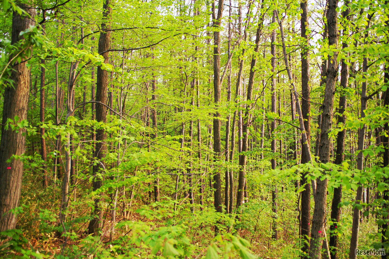 校舎に隣接する森（フォレストエリア）には、25以上のアスレチックコースが作られ、また、BBQエリアや異学年縦割り活動用にログハウスなども建設も検討している。