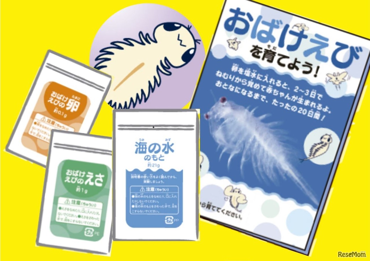 おばけえび飼育キット