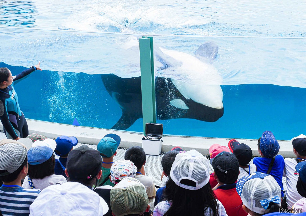 サマースクール