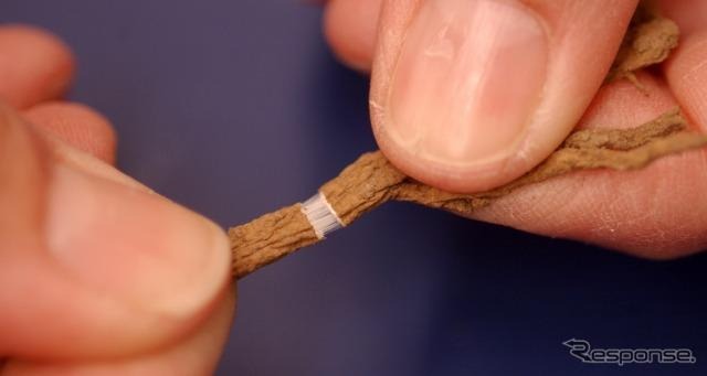 ロシアタンポポの根部