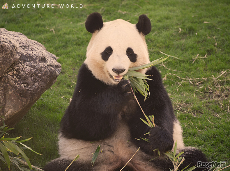 パンダと夕涼み