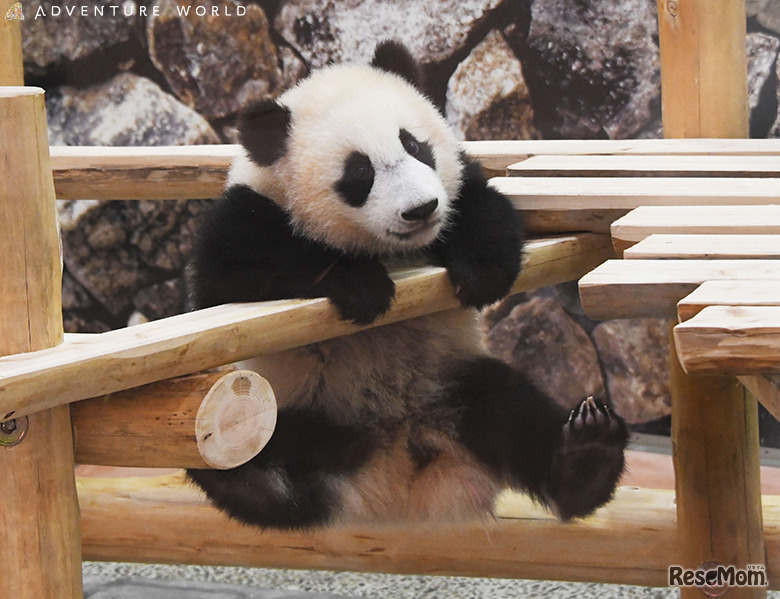 「楓浜（ふうひん）」プライベートツアーパンダコンシェルジュ