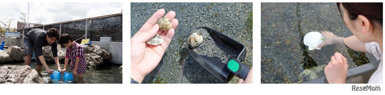 潮干狩り体験もできる