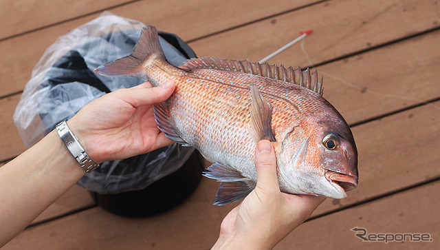 横浜・八景島シーパラダイス 自然の海の水族館『うみファーム』が7月10日リニューアルオープン
