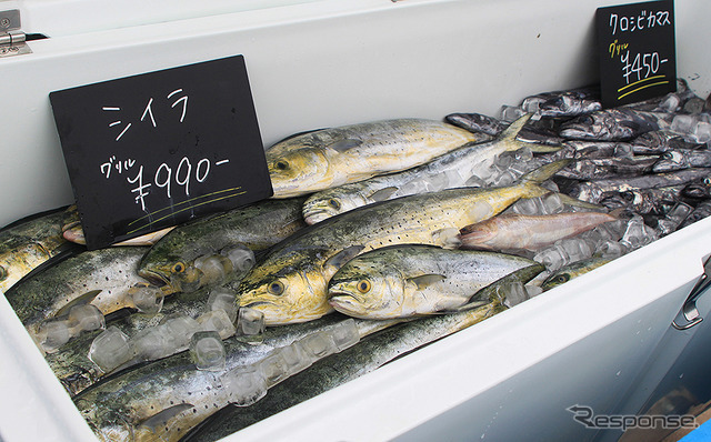 横浜・八景島シーパラダイス 自然の海の水族館『うみファーム』が7月10日リニューアルオープン