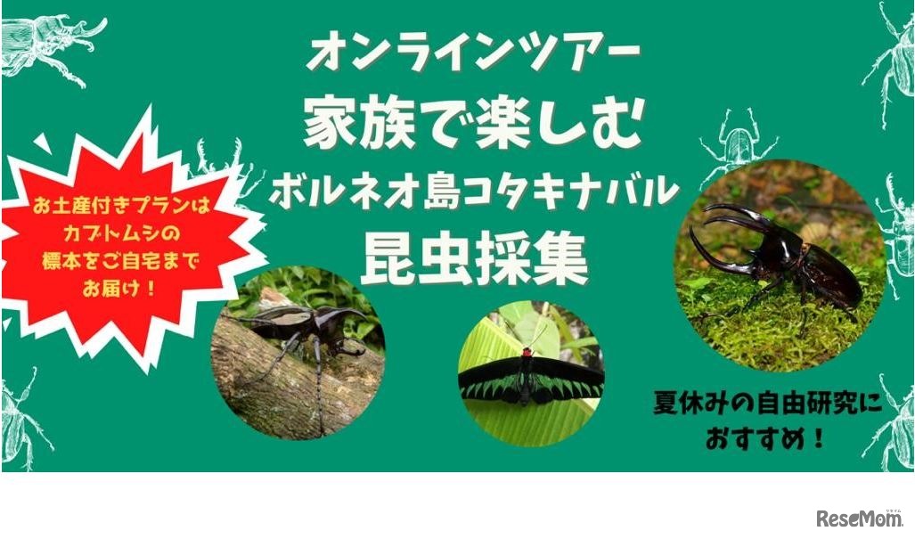 家族で楽しむ！ボルネオ島のバーチャル昆虫採集