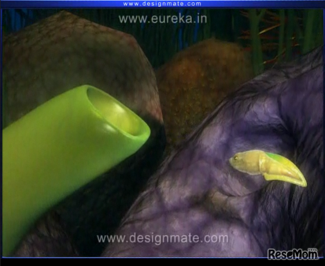 Designmateの3D映像教材、「カエルのライフサイクル」