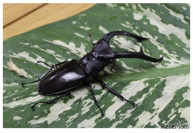 マンディブラリスフタマタクワガタ