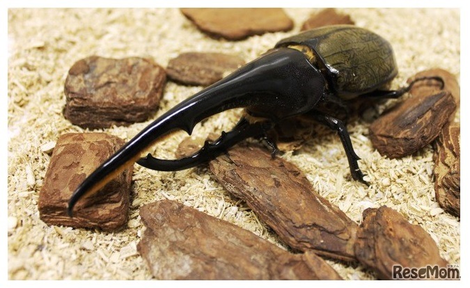 ヘラクレスオオカブト