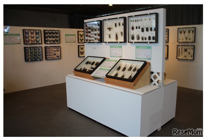 標本展示コーナー