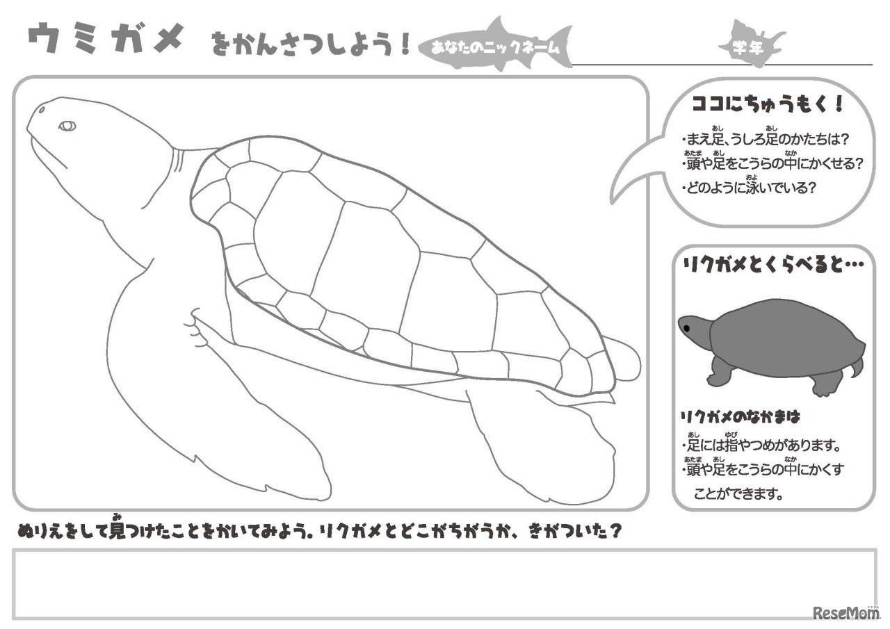 ぬりえプラス×かはくVR