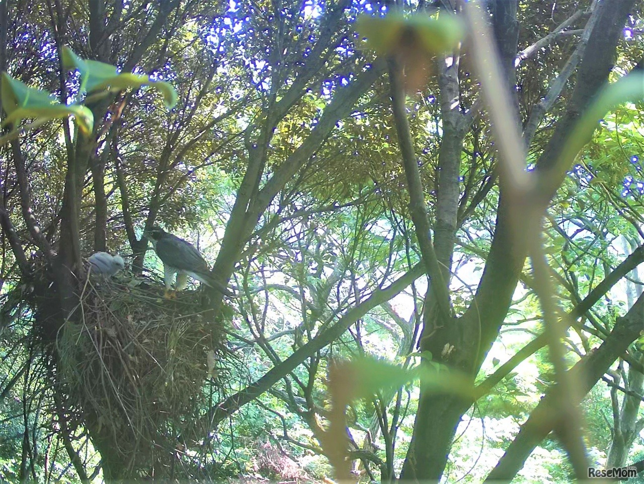 附属自然教育園　ミニ企画展関連トーク「オオタカの子育てを振り返ろう！」ライブ配信