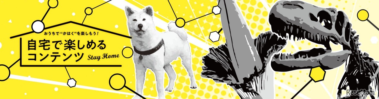 おうちで“かはく”を楽しもう！自宅で楽しめるコンテンツ