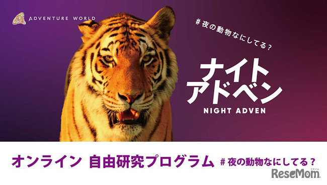 ナイトアドベン