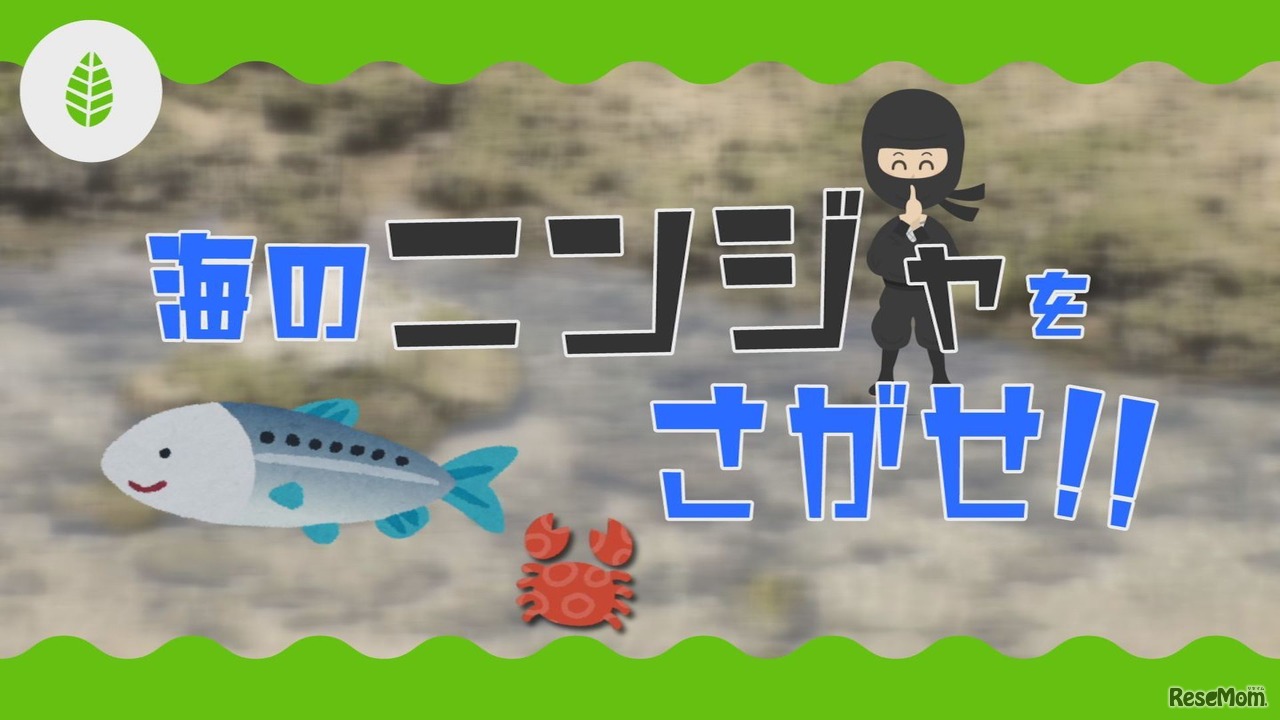 【沖縄】海のニンジャをさがせ!!