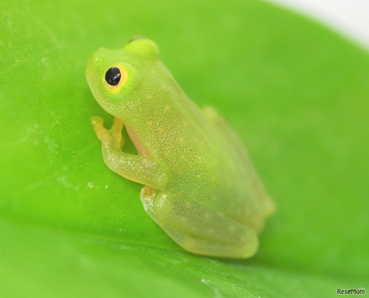 ZONE4の展示「フライシュマンアマガエルモドキ」