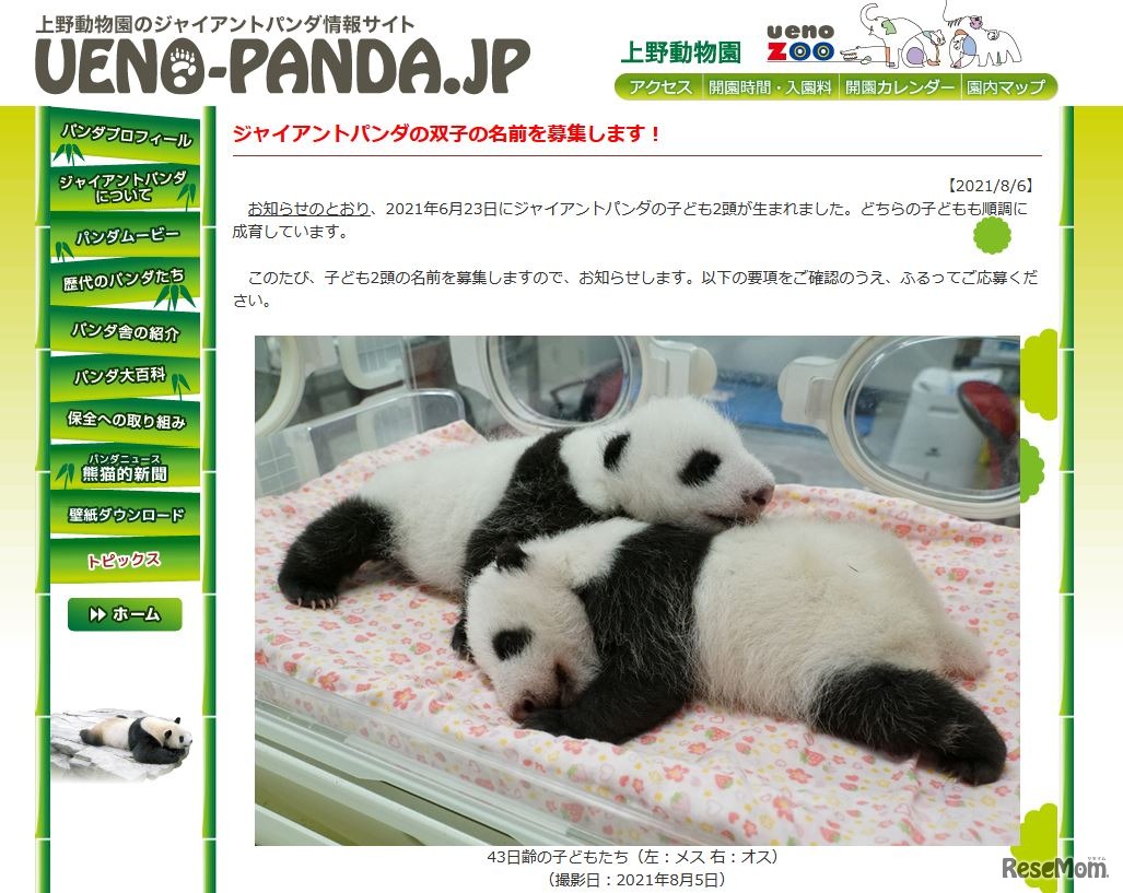 ジャイアントパンダの双子の赤ちゃん