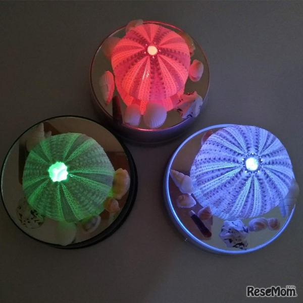 天然のウニ殻を使って、ウニランプを作ろう