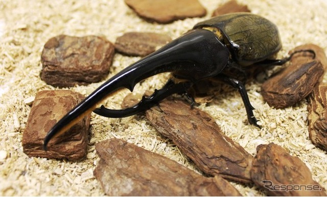 板橋区立熱帯環境植物館「熱帯の昆虫と食虫植物」（8月29日まで）