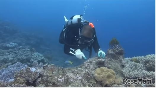 受賞した「しまじろうのわお！」の映像