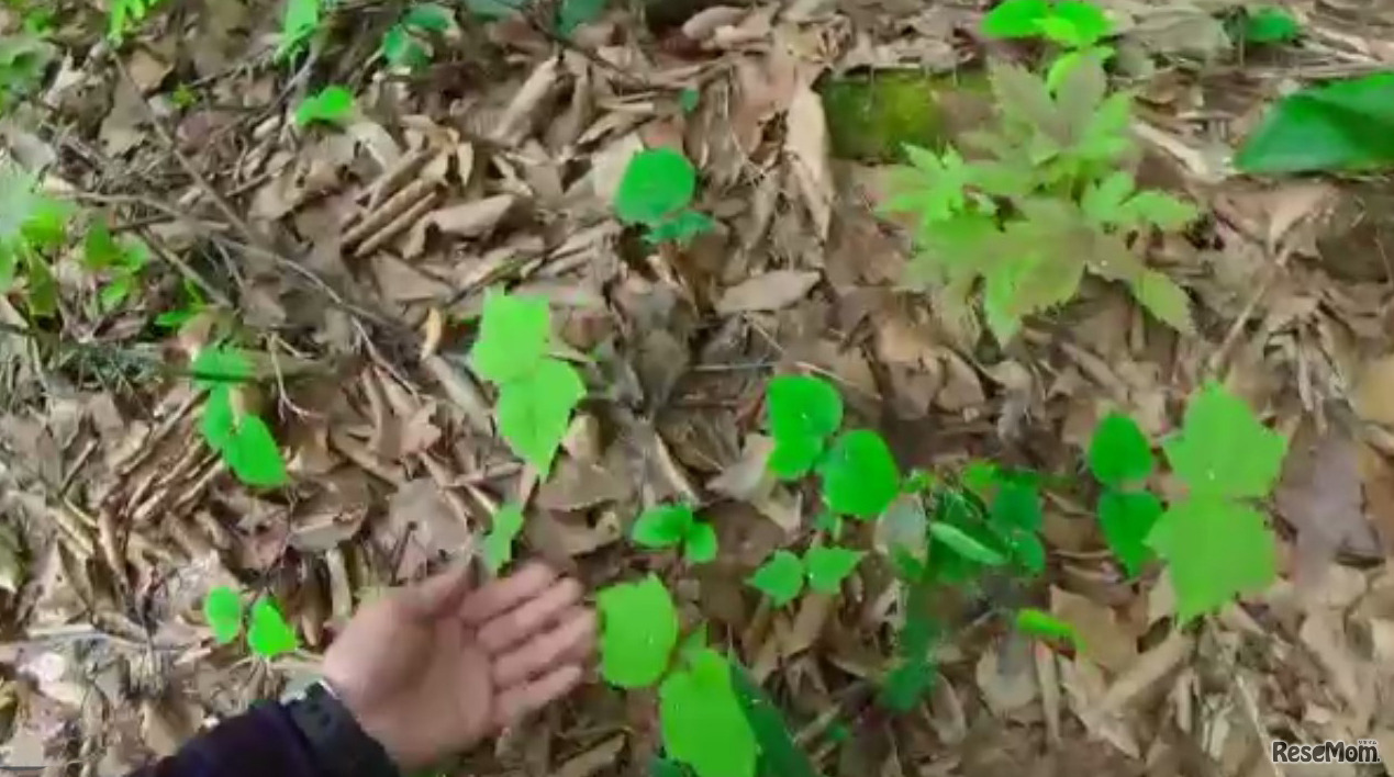 数多くの葉っぱの赤ちゃんが森にあった