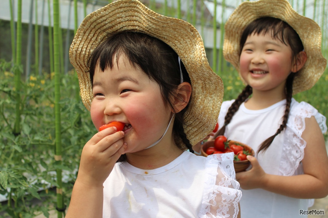 安全安心で美味しい農作物を届けたい。農学館のこだわりトマト