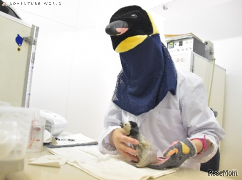 スタッフは親鳥に扮して給餌