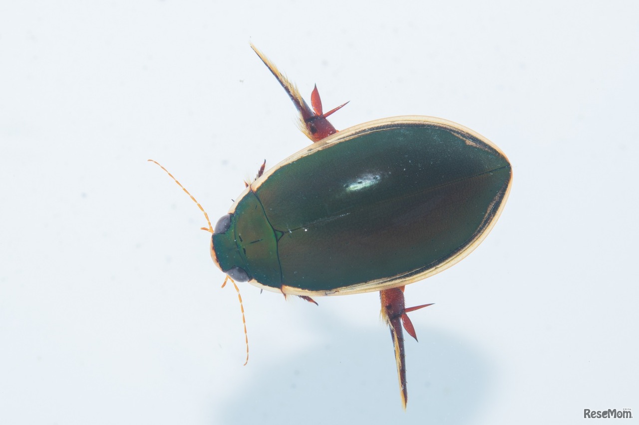 コガタノゲンゴロウ