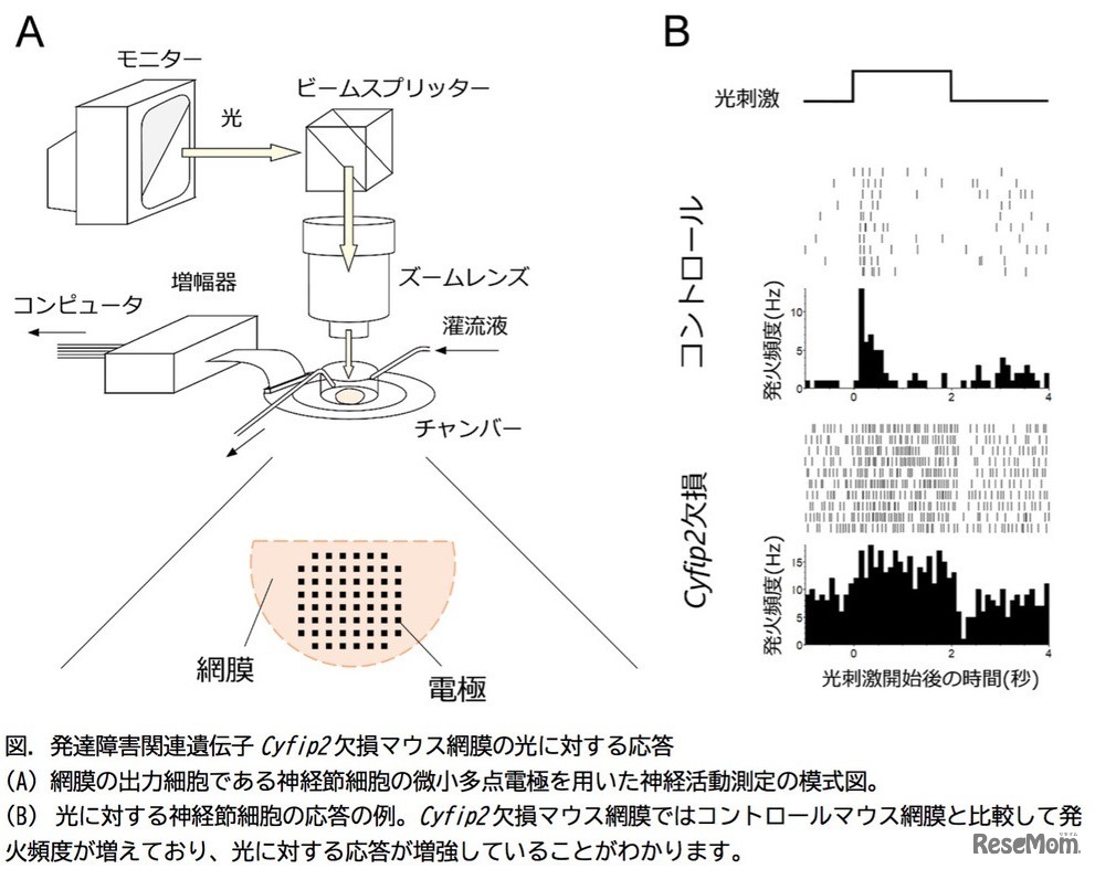 発達障害関連遺伝子Cyfip2欠損マウス網膜の光に対する応答