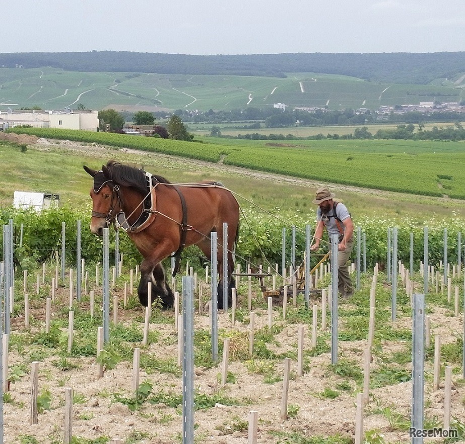 フランスにおけるサステナブルなブドウ栽培の取組み　