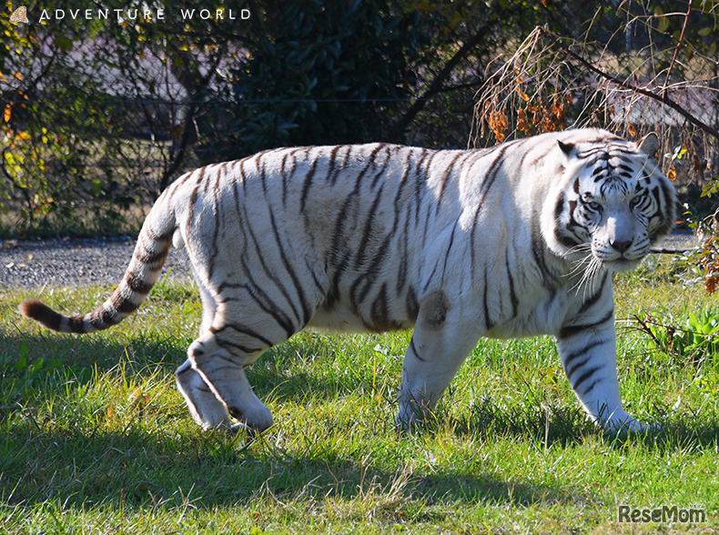 アドベンチャーワールド、ホワイトタイガー