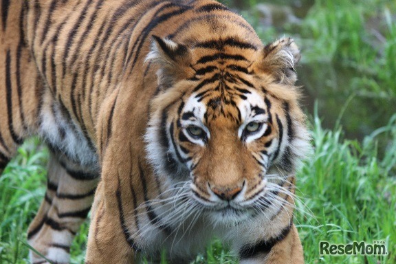 ベンガルトラ「ラブ」