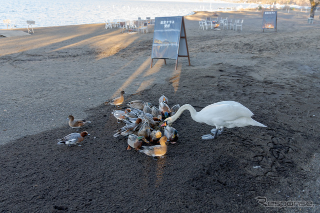 餌が100円で売っているので餌付けを楽しむこともできる。