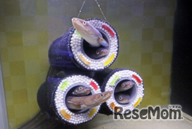 横浜・八景島シーパラダイス