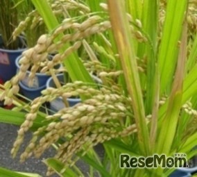 首をたれる稲穂