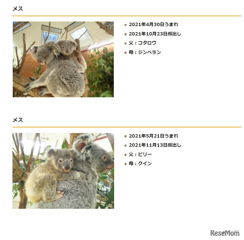 上：ジンベラン親子、下：クイン親子