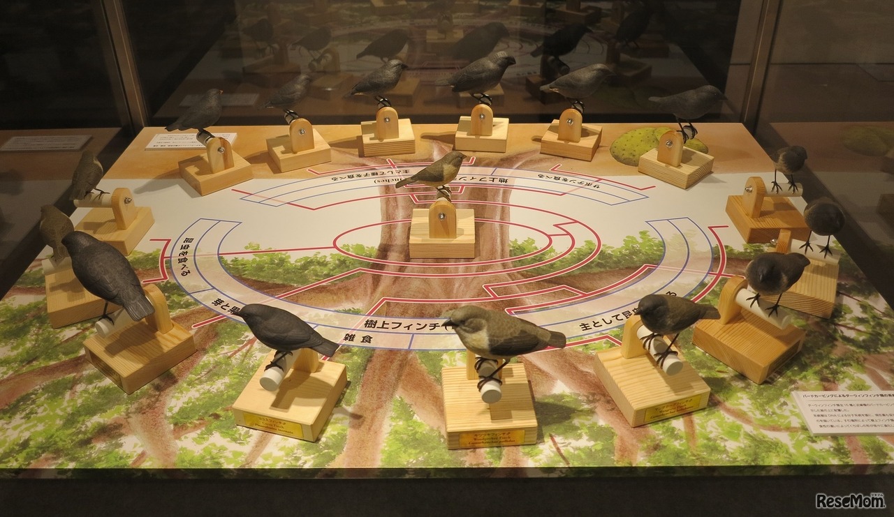 港区立みなと科学館春の企画展「国立科学博物館 巡回展 ダーウィンを驚かせた鳥たち 日本の生物多様性とその保全」