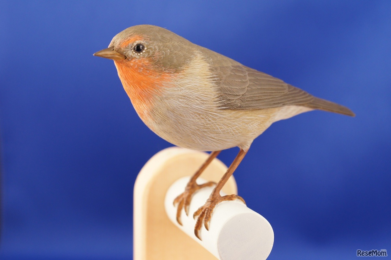 美しい色や正確な形を再現したバードカービング