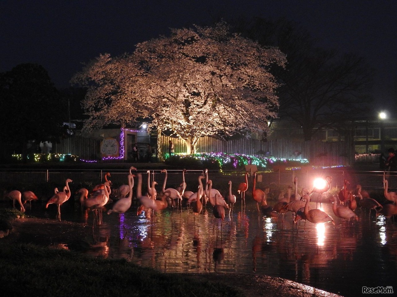 【春休み2022】東武動物公園「春のナイトZOO」